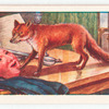 The fox and the mask.