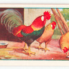The cock and the jewel.