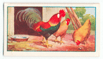 The cock and the jewel.