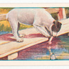 The dog and the shadow.