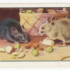 The town mouse and the country mouse.