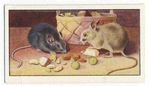 The town mouse and the country mouse.