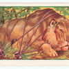 The lion and the mouse.