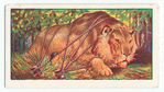 The lion and the mouse.