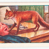 The fox and the mask.