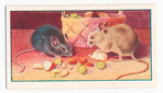 The town mouse and the country mouse.