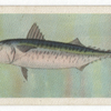 Cape Mackerel.