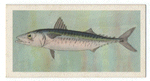 Cape Mackerel.