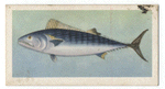 Bonito.