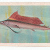 Sail-Fish.