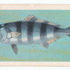 Pilot-Fish.