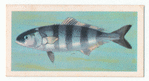 Pilot-Fish.