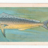 Dolphin-Fish.
