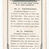 Dolphin-Fish.