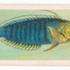 Wrasse.