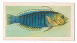 Wrasse.