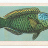 Wrasse.