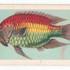Epibulus insidiator.