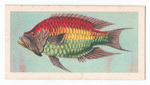 Epibulus insidiator.