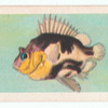 Quinquarius capensis.
