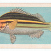 Tiger-Fish.