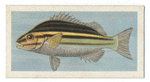 Tiger-Fish.