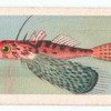 Flying Gurnard.