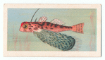 Flying Gurnard.