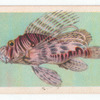Butterfly-Fish.