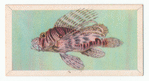 Butterfly-Fish.