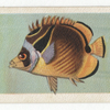 Lunate Butterfly-Fish.