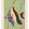 Moorish Idol.