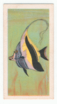 Moorish Idol.