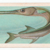 Gar-Fish.
