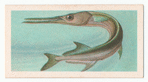 Gar-Fish.