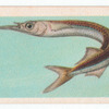 Half-Fish.