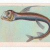 Viper-Fish.