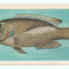 Wrasse.
