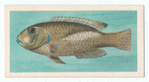 Wrasse.