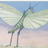 Locust.