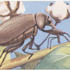 Boll weevil.