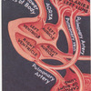 The human heart.