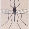 Malaria mosquito.