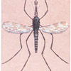Malaria mosquito.