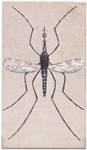 Malaria mosquito.