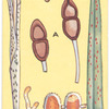 Wheat ears suffering from rust.