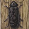 Death watch beetle.