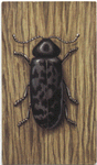 Death watch beetle.