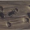 Wood gnawed by beetles.