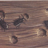 Wood gnawed by beetles.